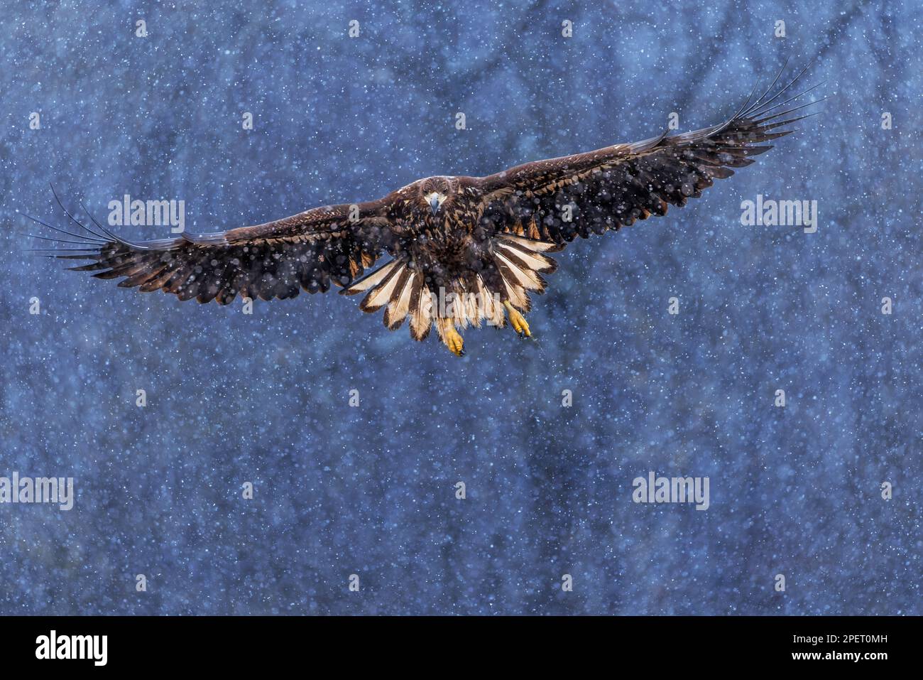 Aquila dalla coda bianca dorata con ali aperte che attaccano la mano dello swoop di atterraggio Foto Stock