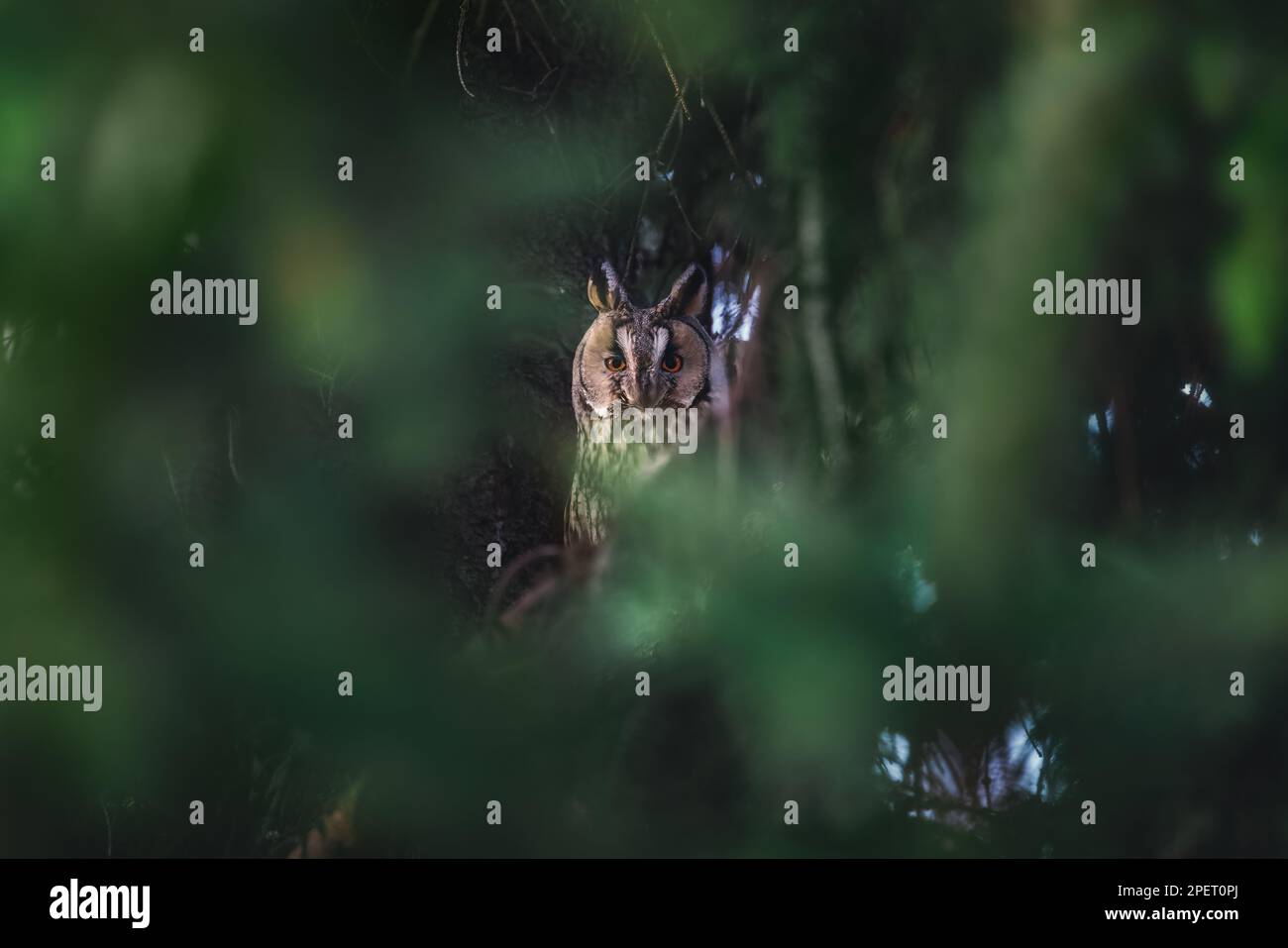 Osservazione di uccelli selvatici di civetta dalle orecchie lunghe da un ramo di pino in una foresta misteriosa Foto Stock