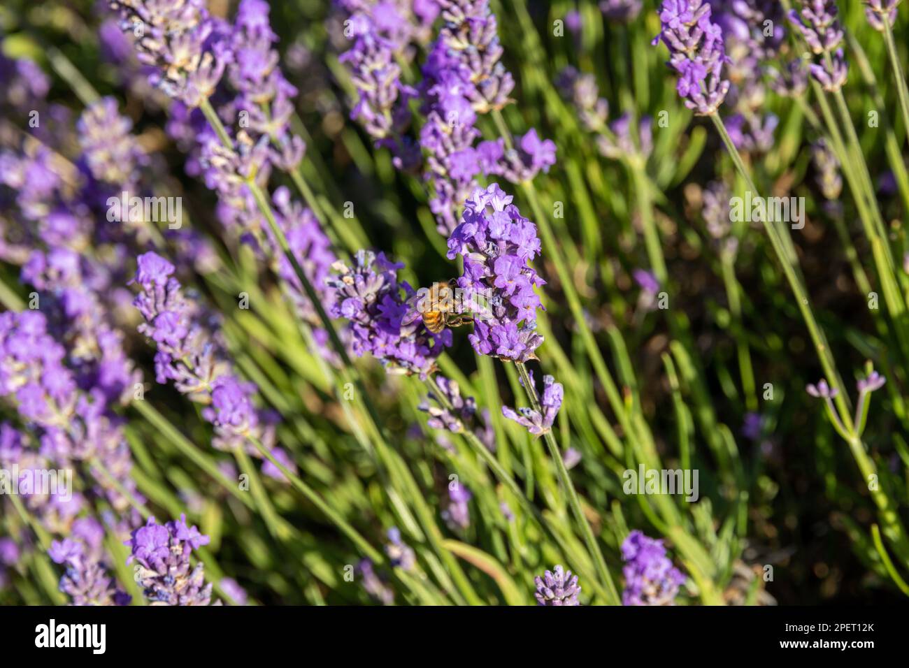 Alimentazione delle api sulla lavanda Foto Stock