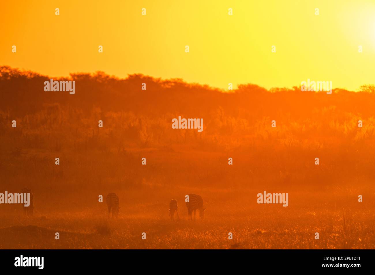 Un branco di Zebra di Burchell, Equus quagga burchellii, è retroilluminato dal sole che tramonta nel Parco Nazionale Hwange dello Zimbabwe. Foto Stock