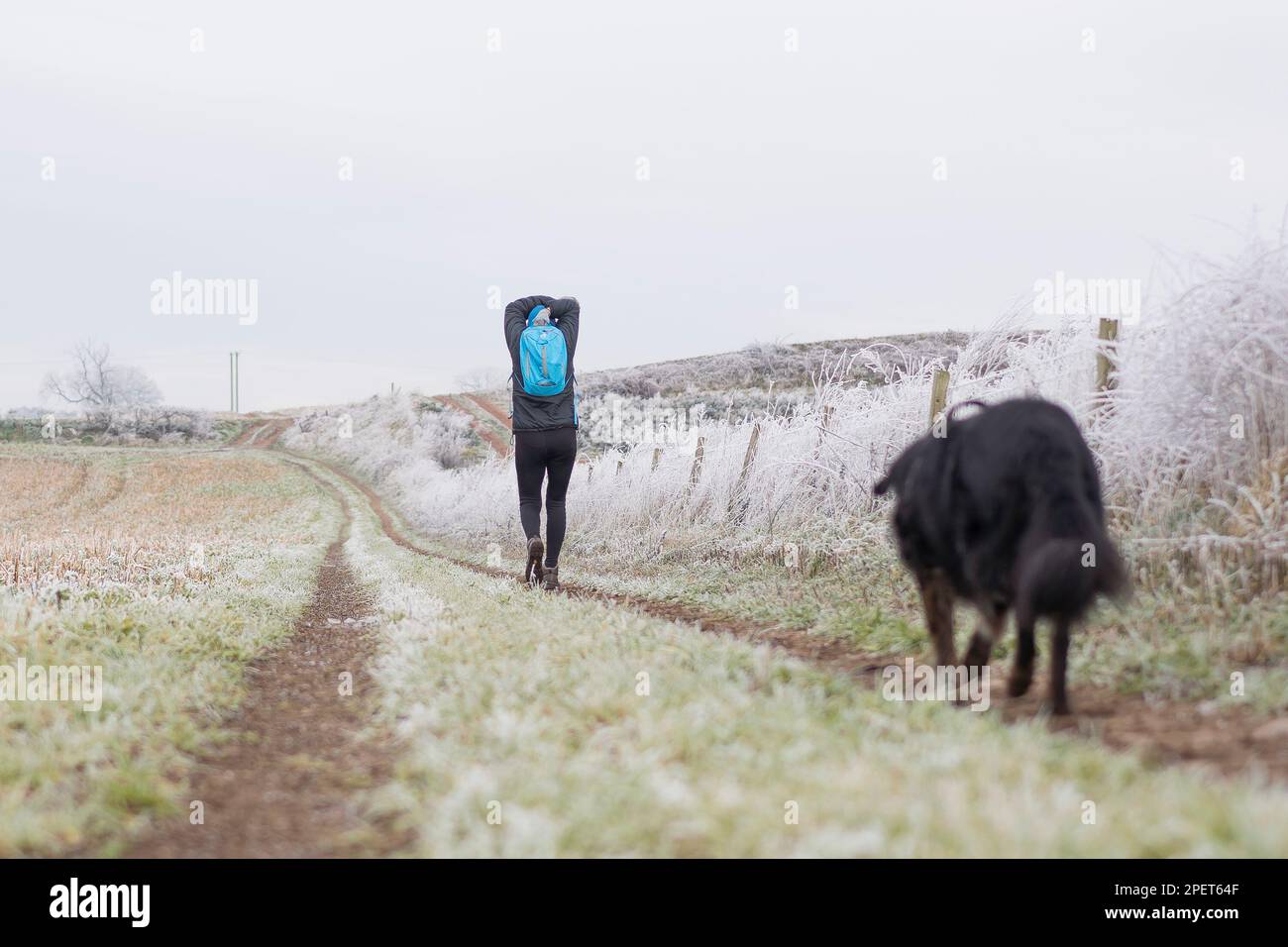 Donna che fa esercizi di stretching mentre cammina il suo cane in un campo su una fredda e gelida mattina. Foto Stock