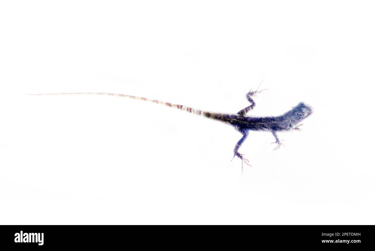 Calot dallo Sri Lanka, isolato su sfondo bianco Foto Stock