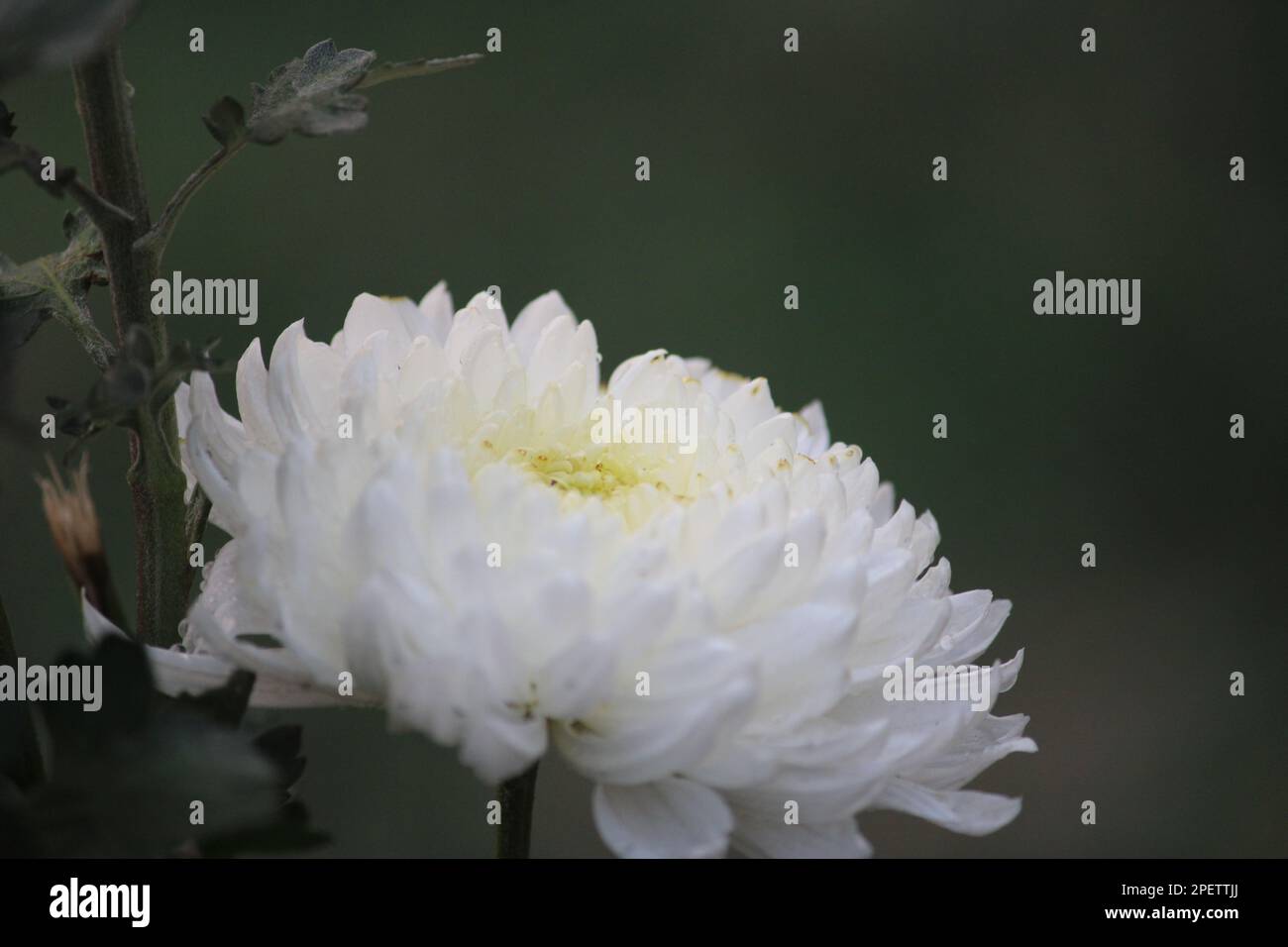 Il simbolismo del crisantemo bianco varia a seconda di dove ti trovi. In alcuni luoghi come l'Europa occidentale e il Giappone, i fiori bianchi del crisantemo sono riservati Foto Stock