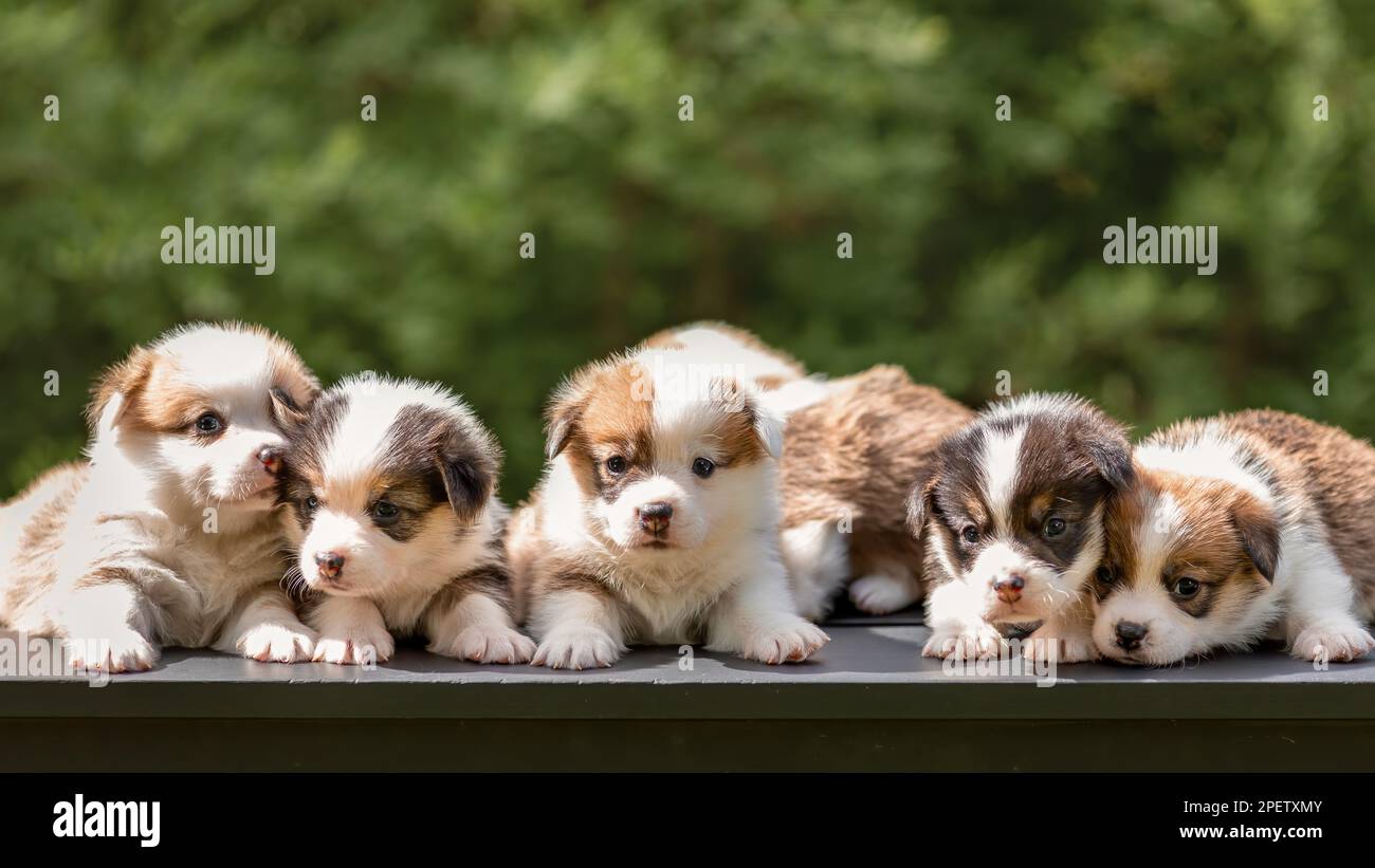 Cuccioli carini di corgi gallesi pembroke razza cane giacendo insieme in linea all'aperto Foto Stock