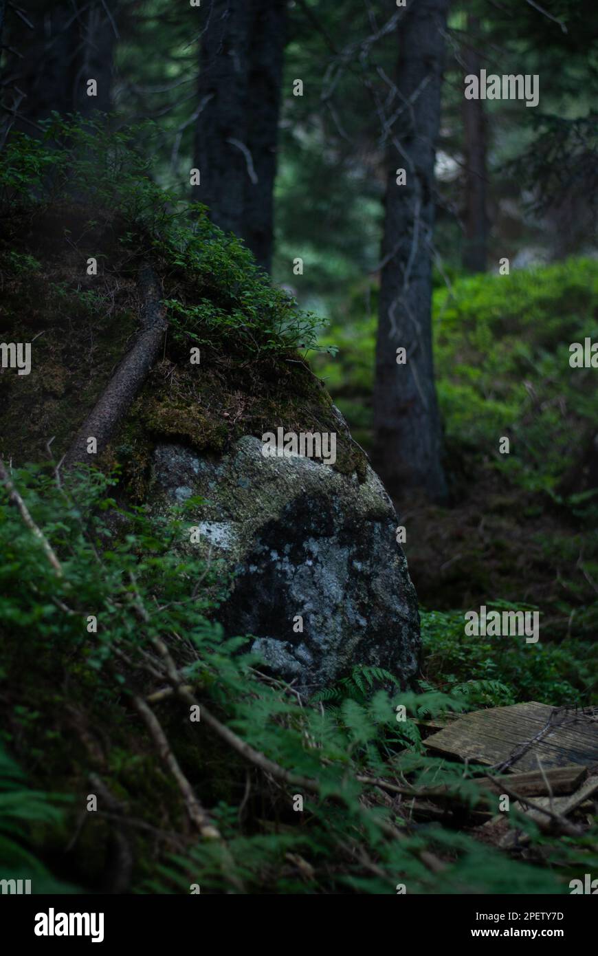 Vista su pietre sul terreno in foresta nelle Alpi Foto Stock
