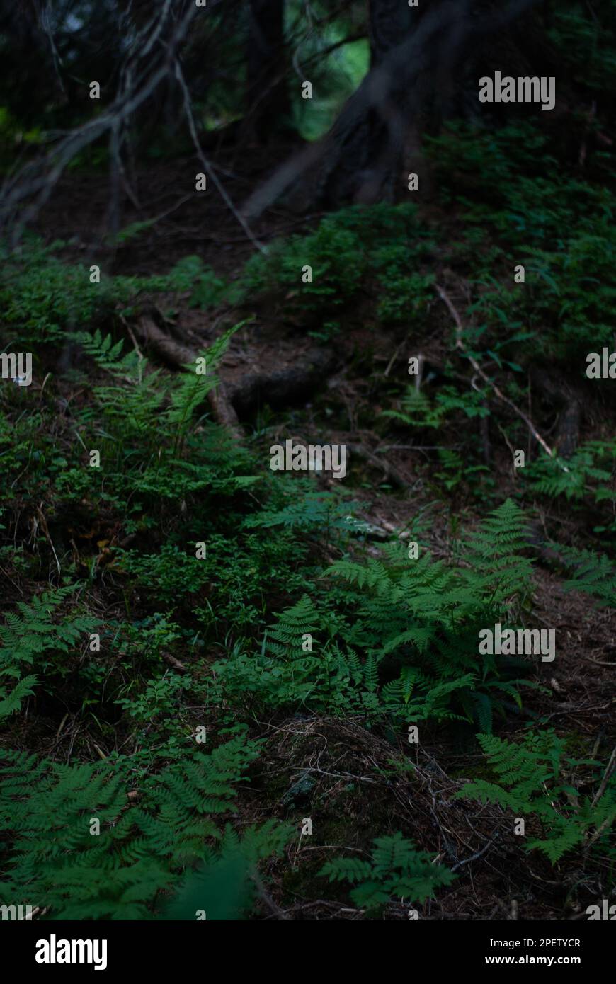 Vista sulle piante verdi nella foresta Foto Stock