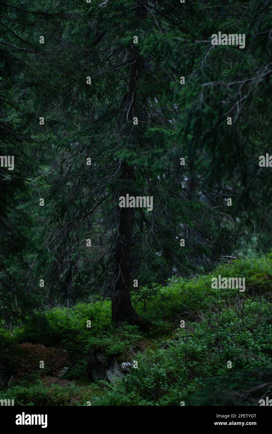 Vista su spruces nella foresta verde Foto Stock