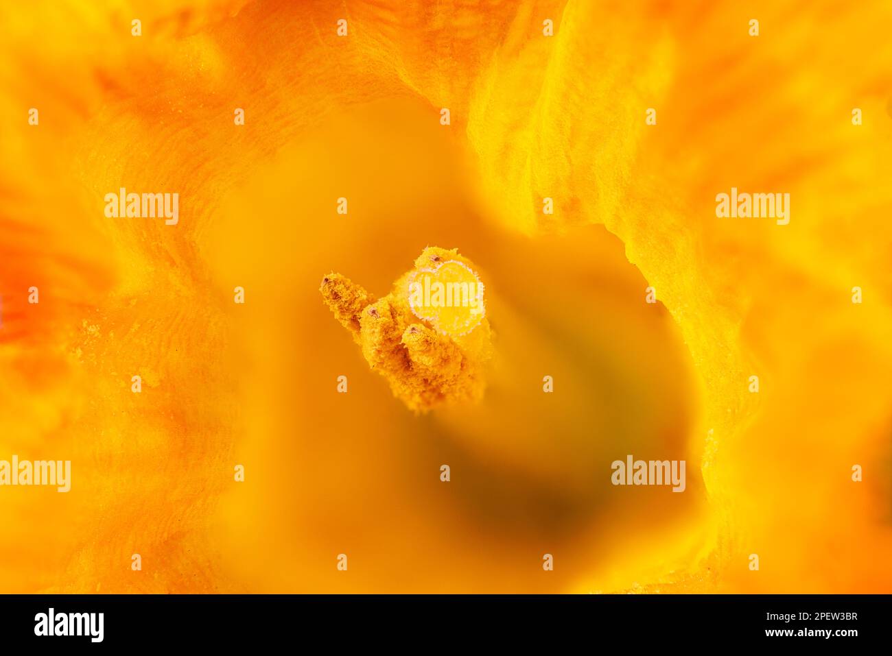 Macrofotografia di un fiore di narciso - daffodil Foto Stock