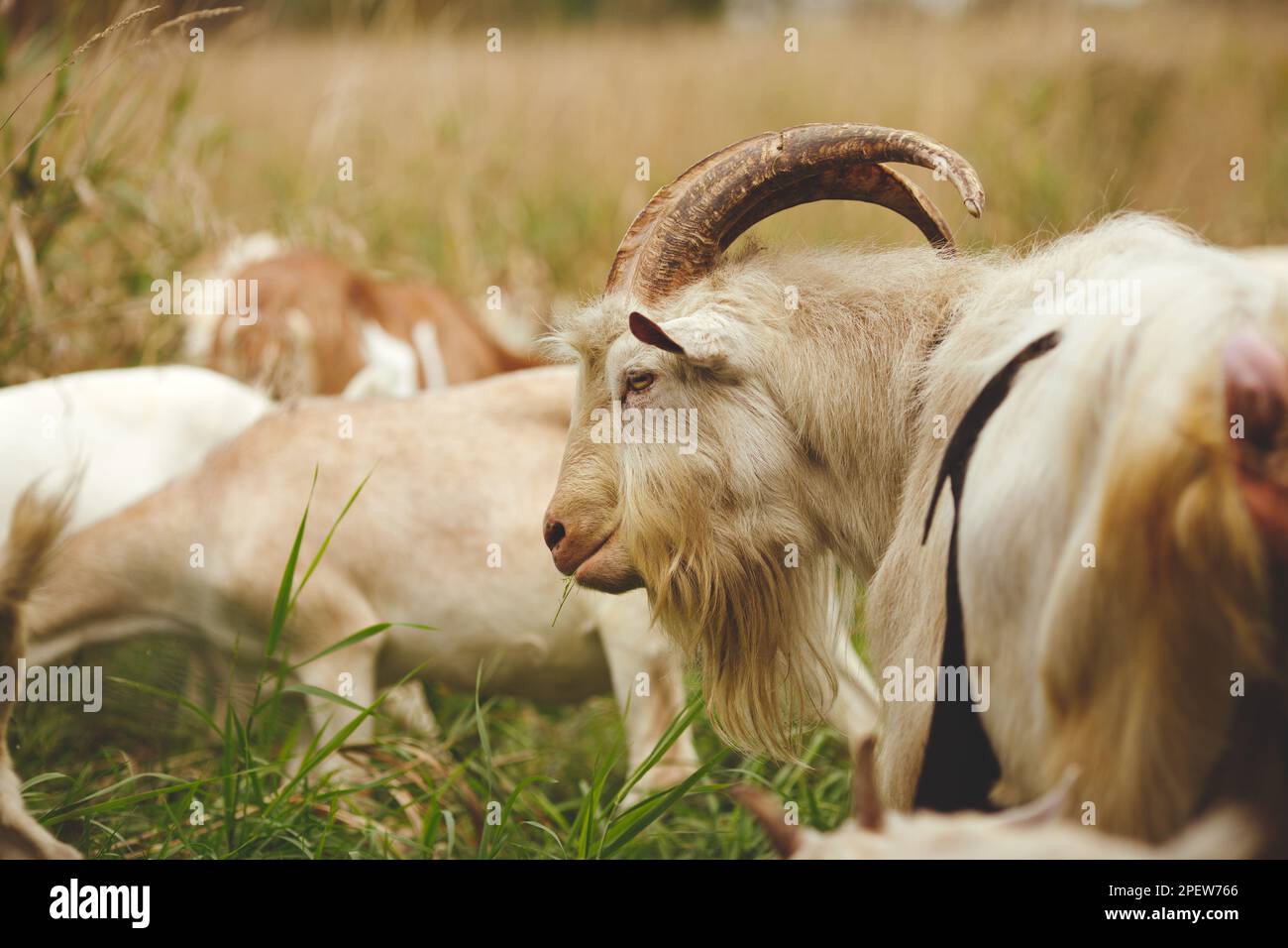 Una mandria di capre in un campo erboso Foto Stock