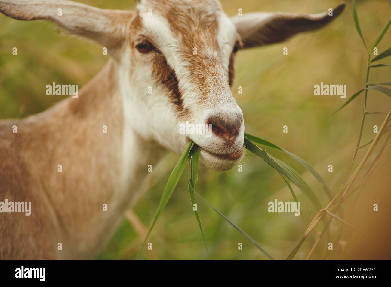 Una capra adorabile che pascola in un rigoglioso campo verde di erba alta Foto Stock