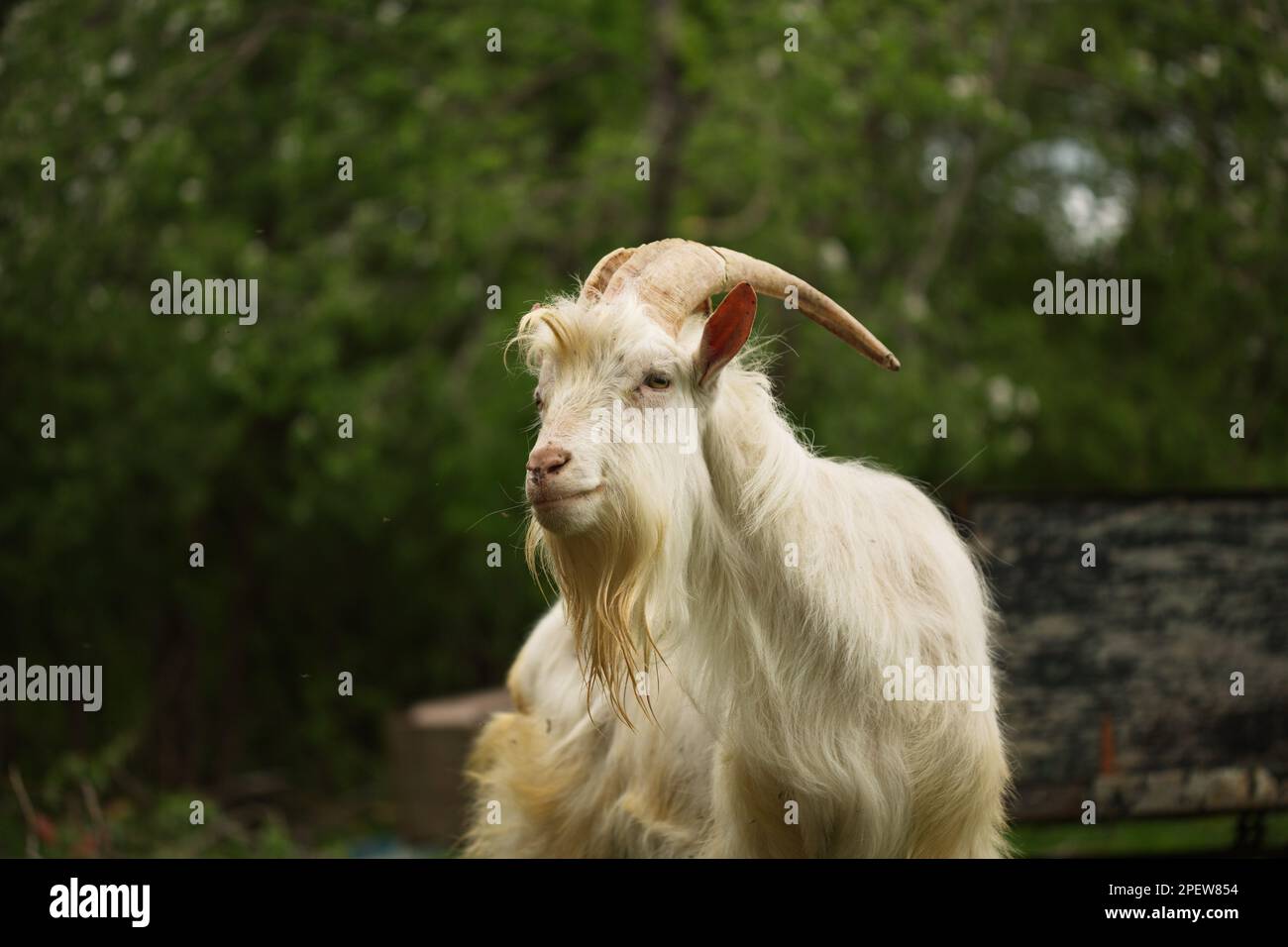 Una capra adorabile che pascola in un rigoglioso campo verde di erba alta Foto Stock