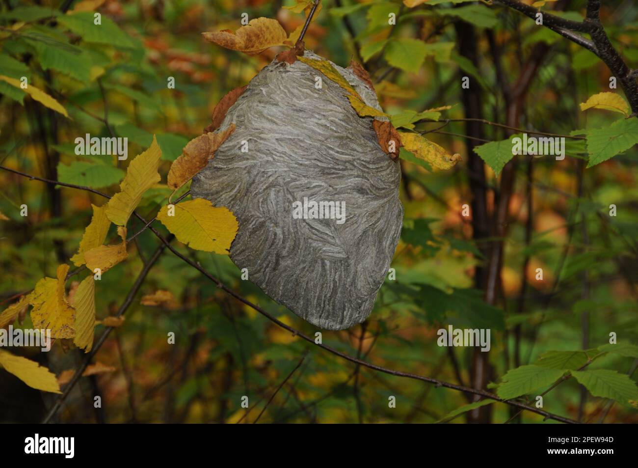 Nido di cavallo nella foresta appeso in un albero nel suo ambiente e habitat circostante. Bee Nest. Foto Stock