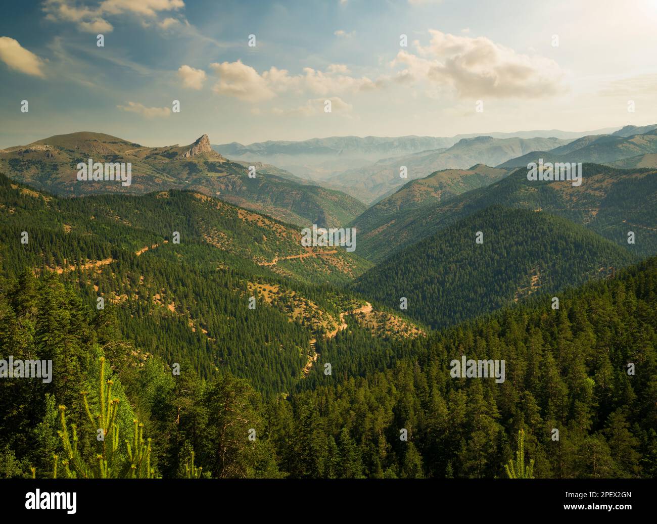 Pineta colline. Immagine della foresta nel pomeriggio giorno d'estate. Sfondo naturale ecologico Foto Stock