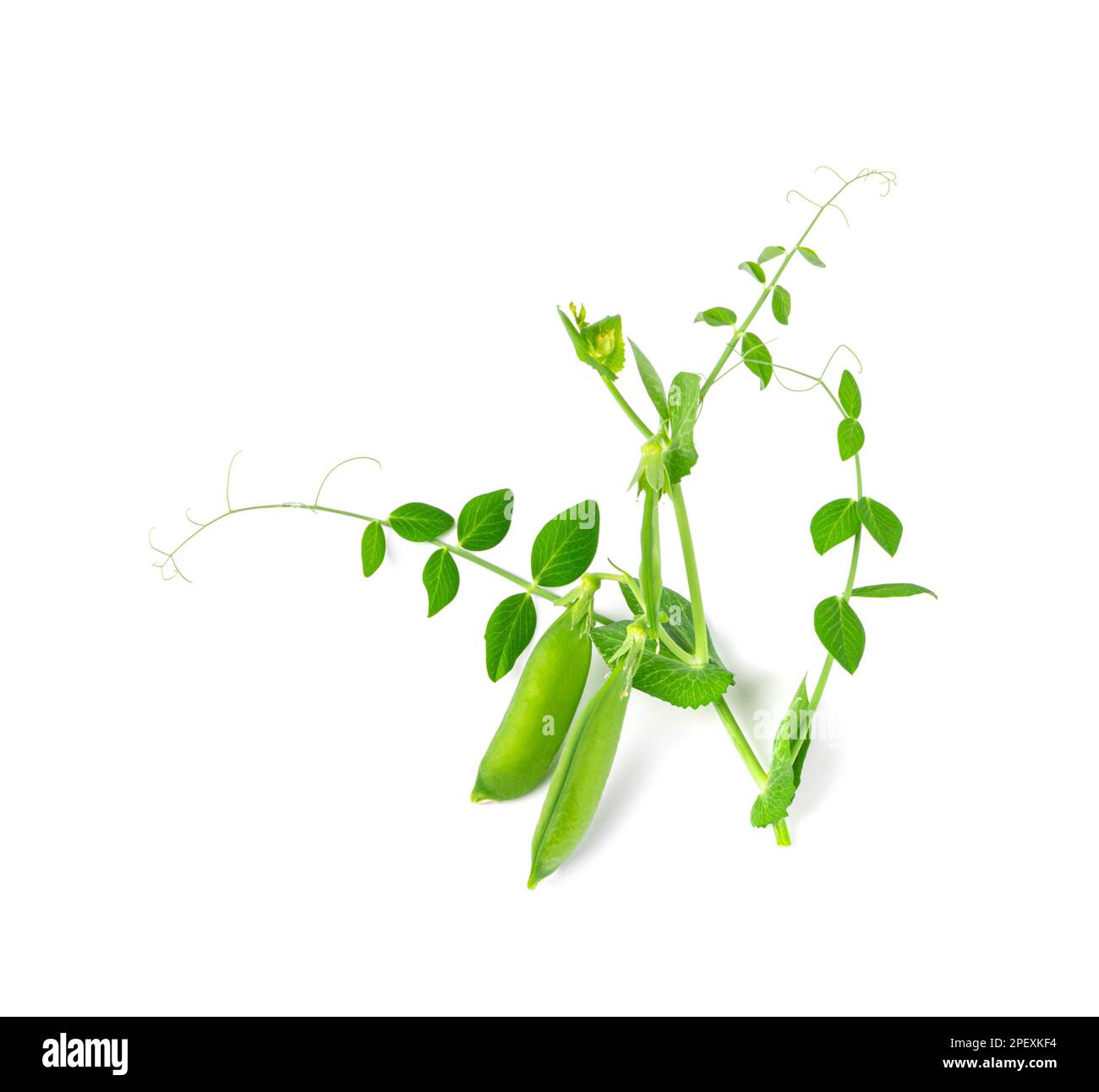 Foglie di piselli e pod isolati, foglie verdi, germogli di legumi freschi, germogli di piselli primaverili, piselli verdi di zucchero giovani su sfondo bianco Foto Stock