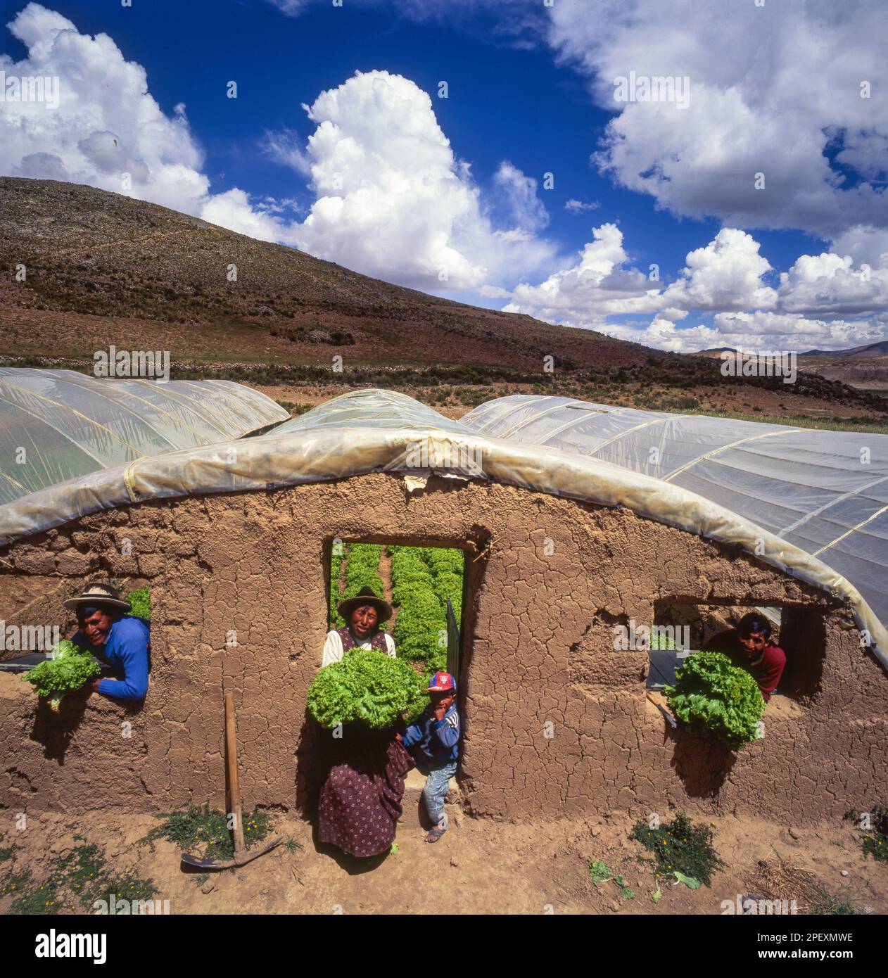 Bolivia, El Alto. Lattuga crescente in una serra di loam. Foto Stock