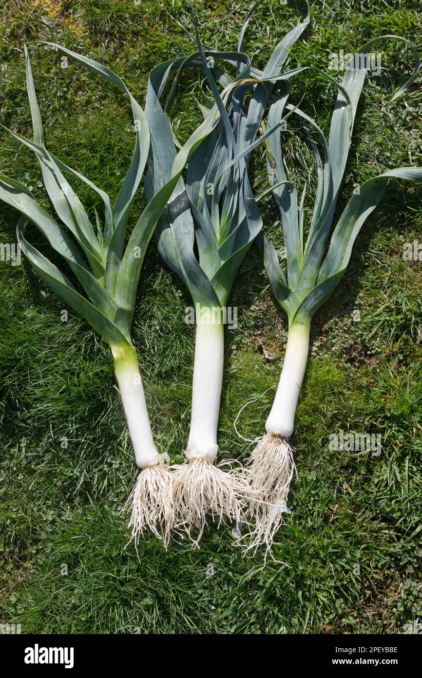 Porri di fine stagione appena raccolti Foto Stock