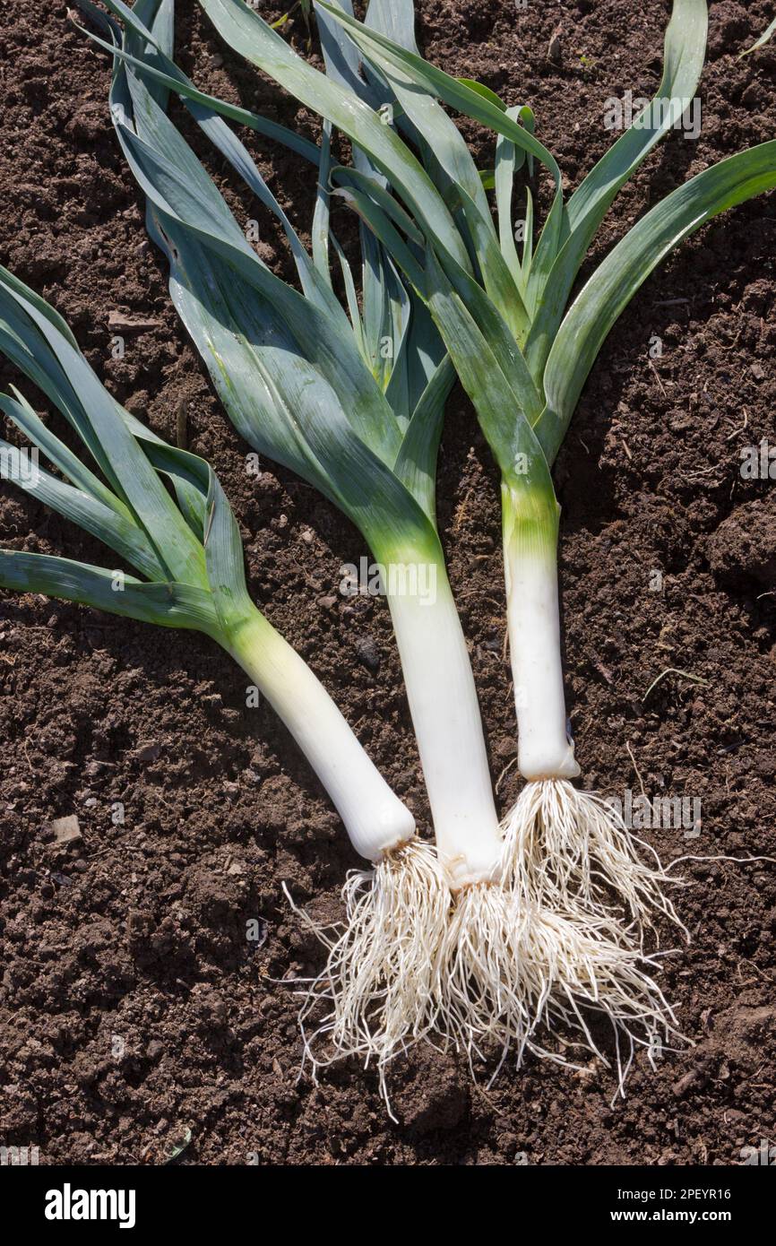 Porri di fine stagione appena raccolti Foto Stock