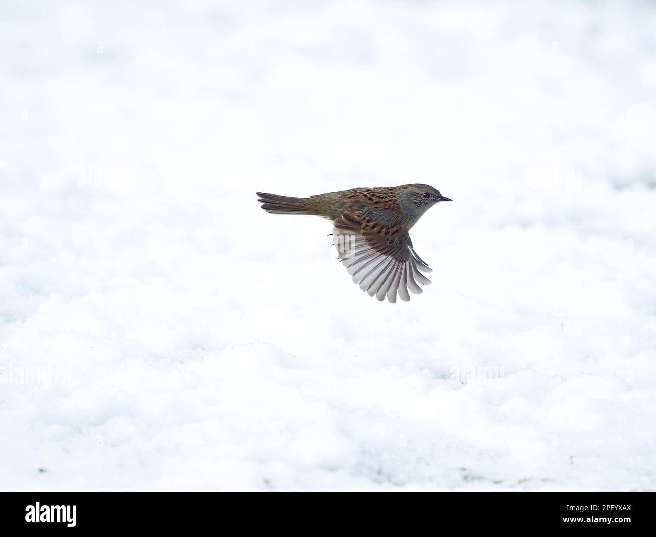 Dunnock o passero di Hedge, Prunella modularis, singolo uccello in volo sulla neve, Warwickshire, marzo 2023 Foto Stock