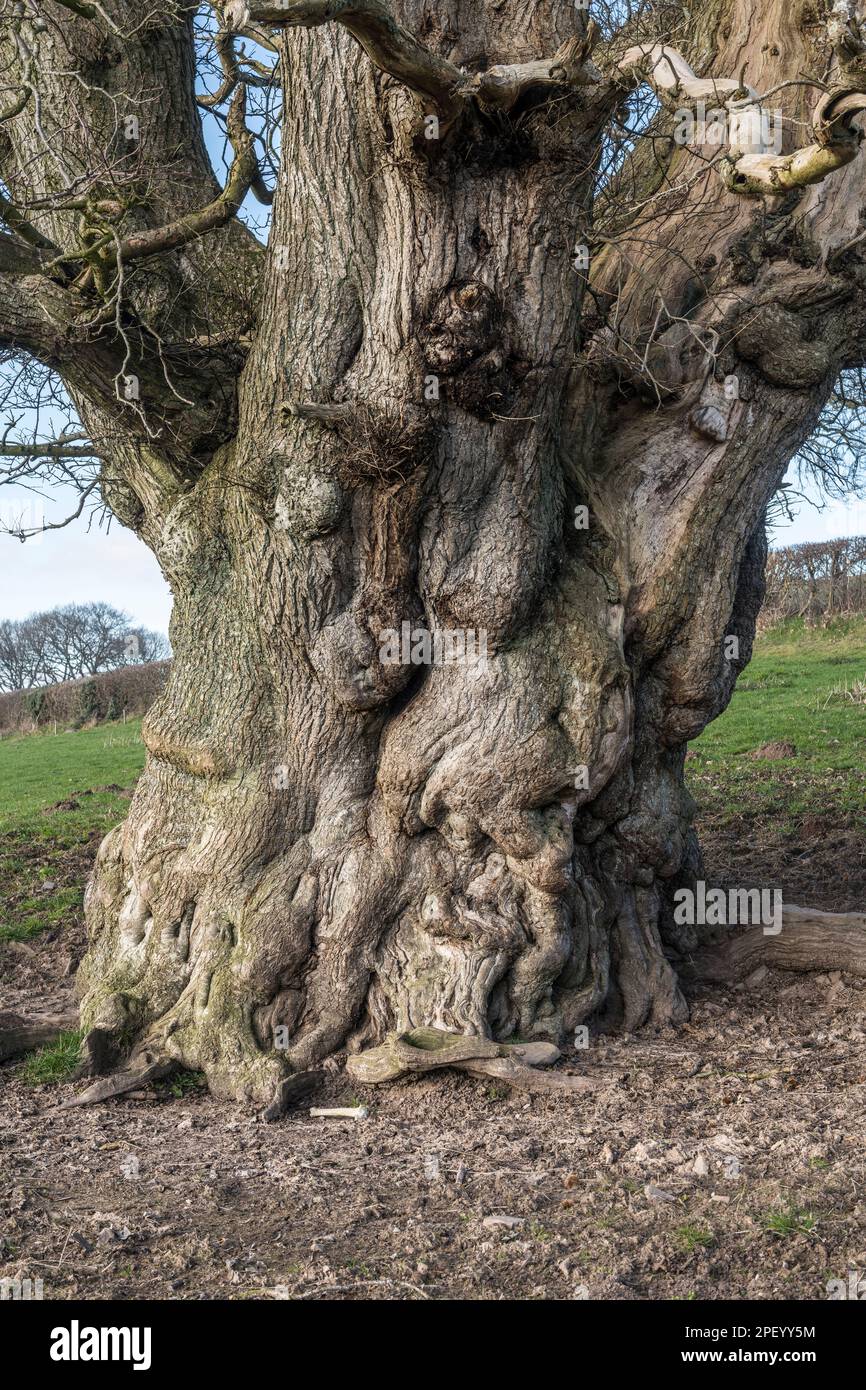 Un enorme castagno (Castanea sativa), un albero 'verteran' di circa 350 anni. Stonewall Hill, Powys, Regno Unito, al confine tra Galles e Inghilterra Foto Stock