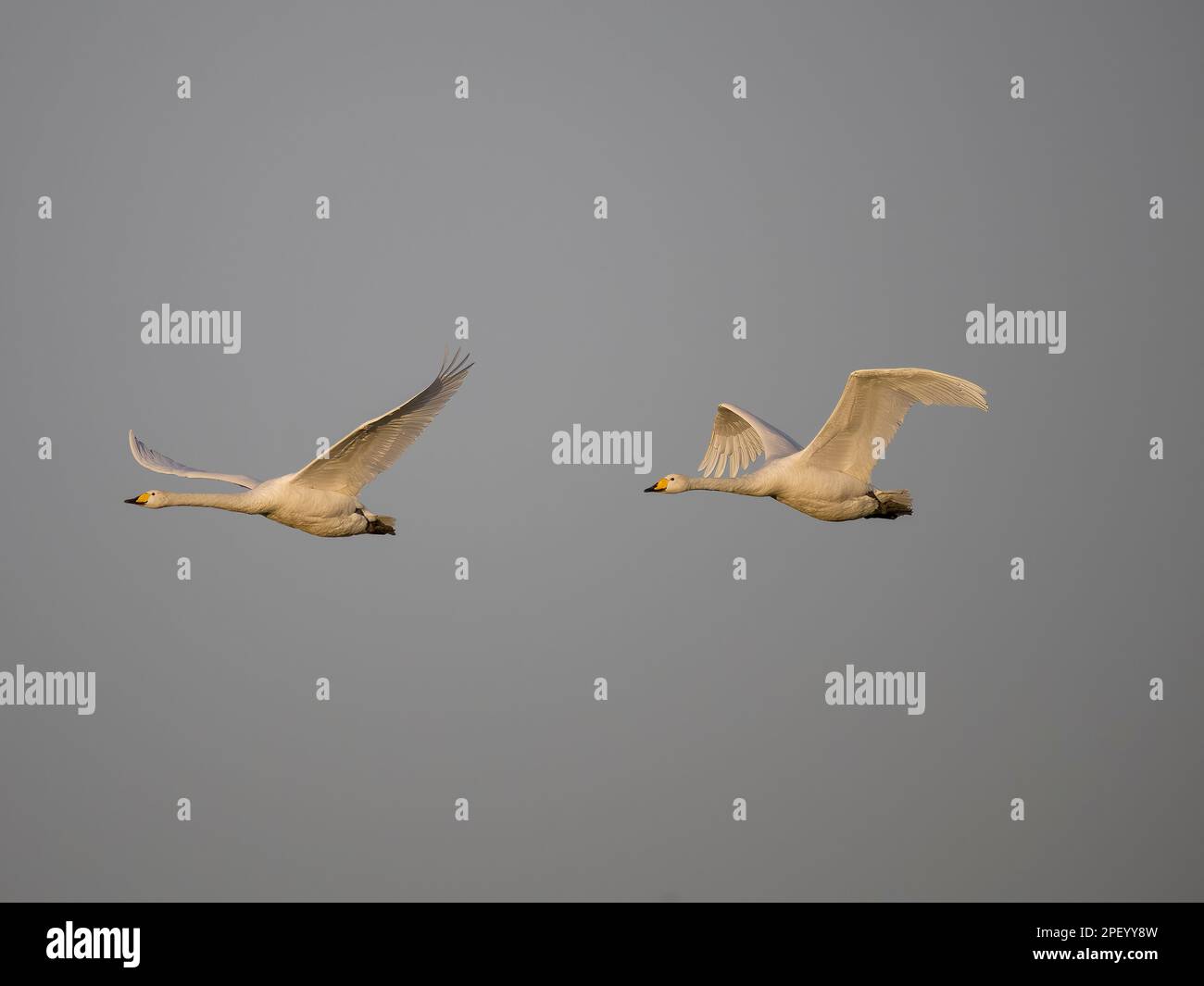 Whooper Swan, Cygnus cygnus, due uccelli in volo, Norfolk, febbraio 2023 Foto Stock