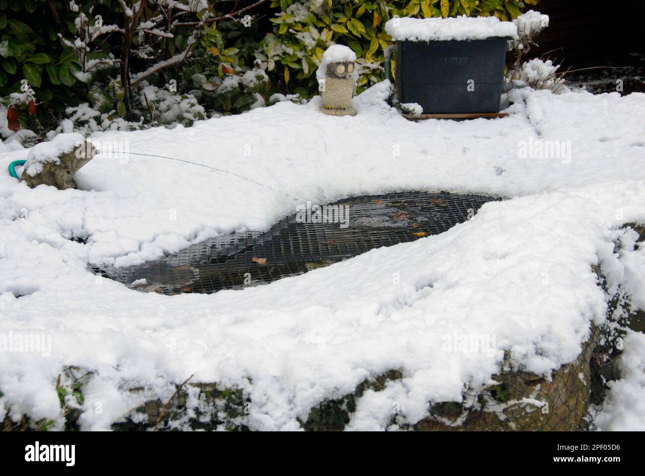 Laghetto da giardino con neve accumulata in inverno, tenuto in luogo dalla rete, con un ruscello d'acqua che mantiene il laghetto parzialmente aperto Foto Stock