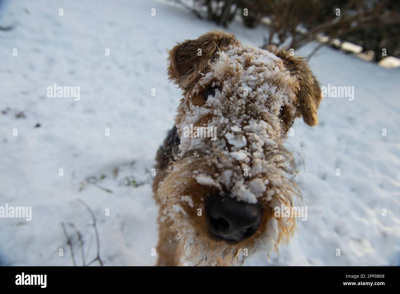 Stati Uniti: 022215: una coperta di neve villaggio di boschetto di pini nella contea di Clarke Virginia che condivide lo stesso codice postale e indirizzo postale come vicino da Blue Foto Stock