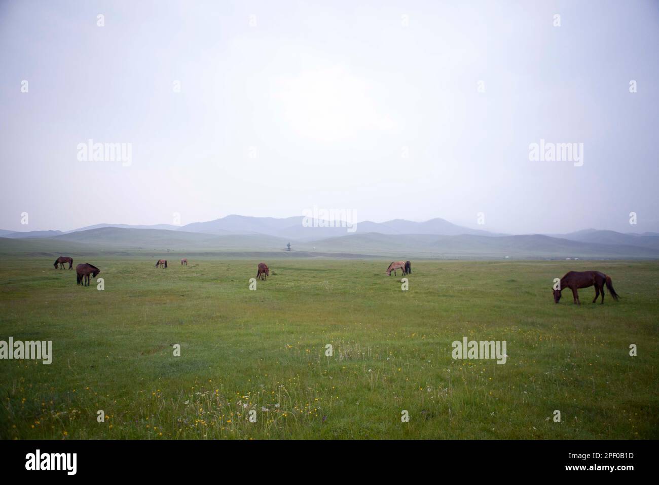 Cavalli al pascolo nella campagna mongola Foto Stock