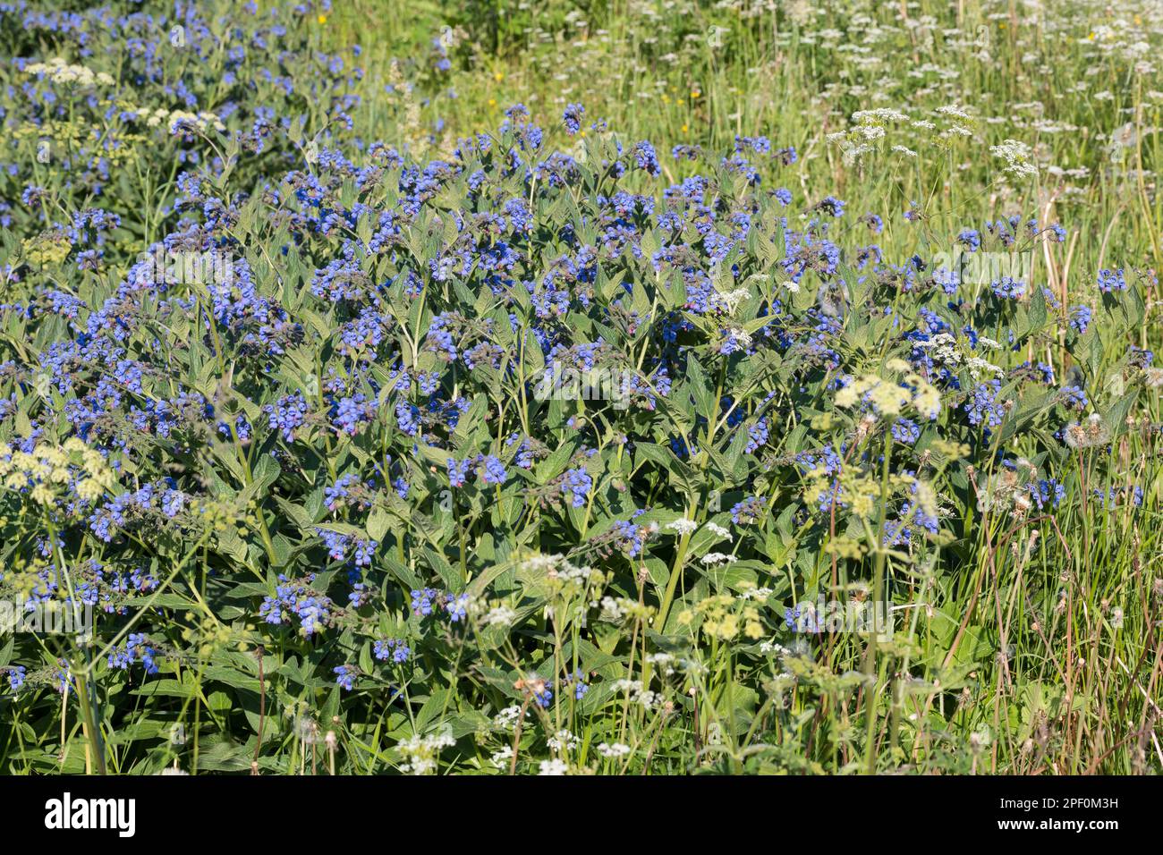 Kaukasus-Beinwell, Kaukasischer Beinwell, Symphytum caucasicum, Comfrey caucasica Foto Stock