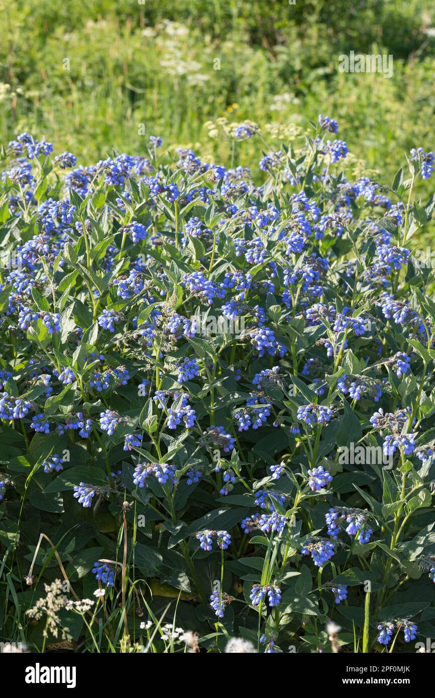 Kaukasus-Beinwell, Kaukasischer Beinwell, Symphytum caucasicum, Comfrey caucasica Foto Stock