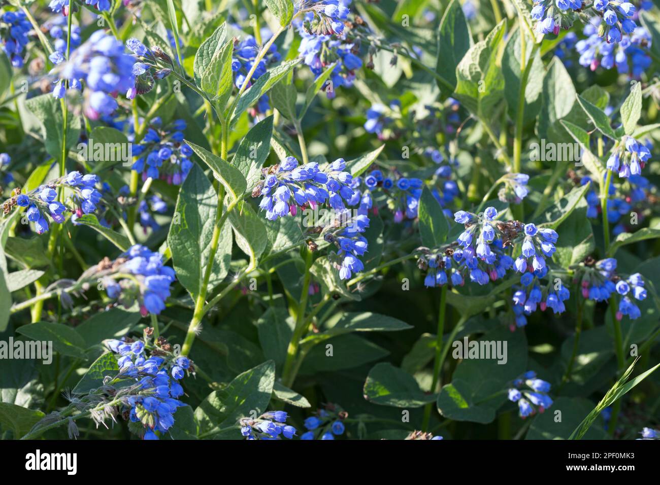 Kaukasus-Beinwell, Kaukasischer Beinwell, Symphytum caucasicum, Comfrey caucasica Foto Stock