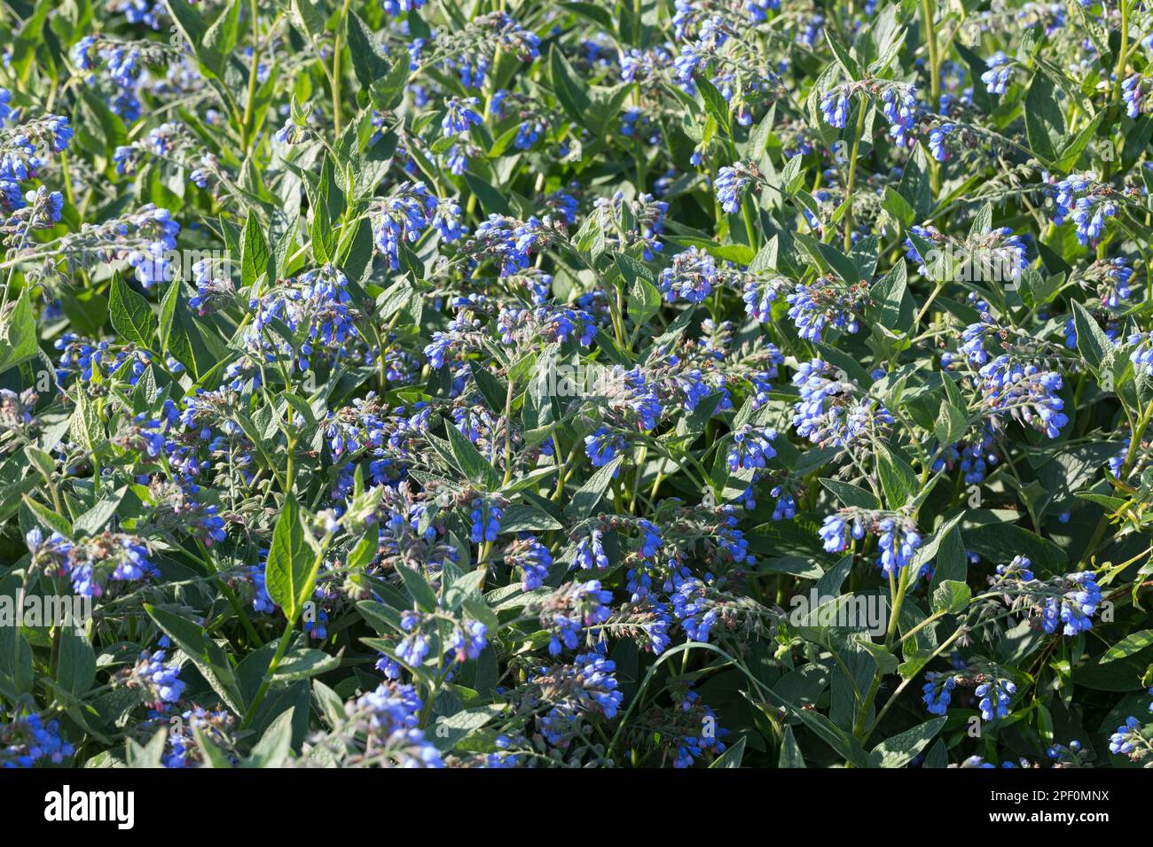 Kaukasus-Beinwell, Kaukasischer Beinwell, Symphytum caucasicum, Comfrey caucasica Foto Stock