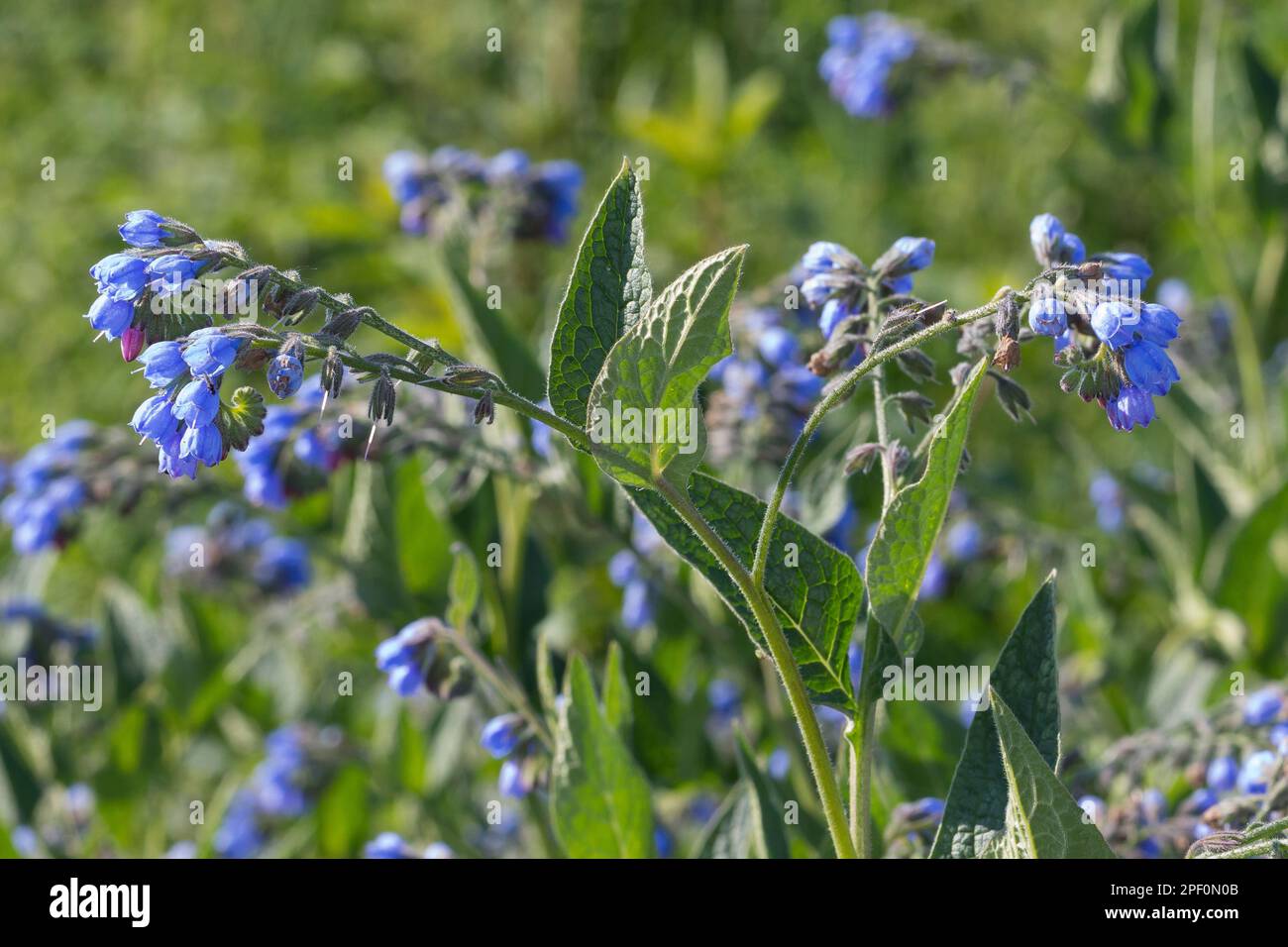 Kaukasus-Beinwell, Kaukasischer Beinwell, Symphytum caucasicum, Comfrey caucasica Foto Stock