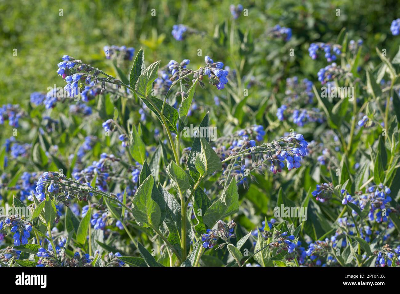 Kaukasus-Beinwell, Kaukasischer Beinwell, Symphytum caucasicum, Comfrey caucasica Foto Stock