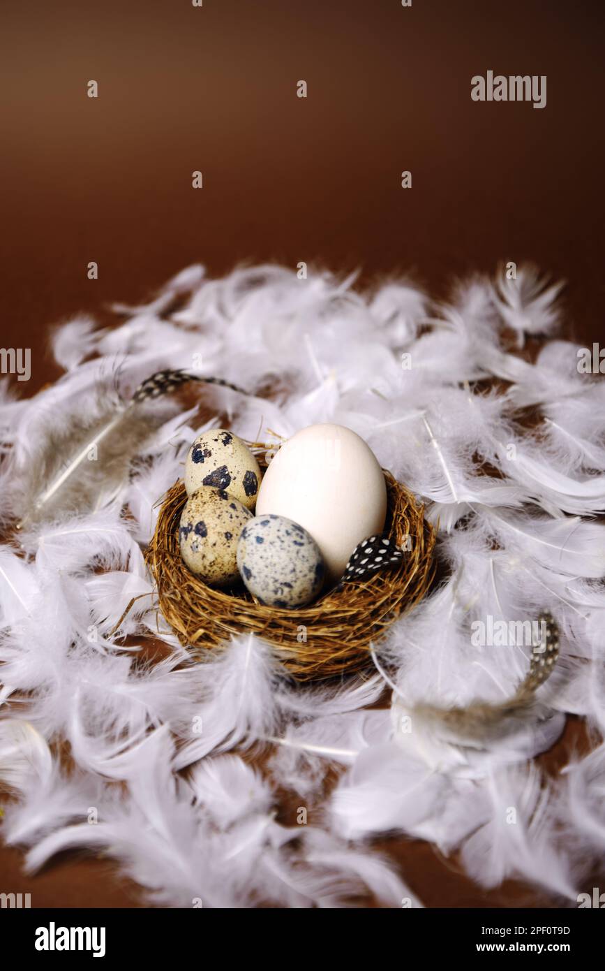 Prodotti ecologici freschi, uova in nido su sfondo marrone, piume di pollo in volo. Uovo di pollo, cibo sano, natura. Uova di quaglia nel nido, piuma di quaglia Foto Stock