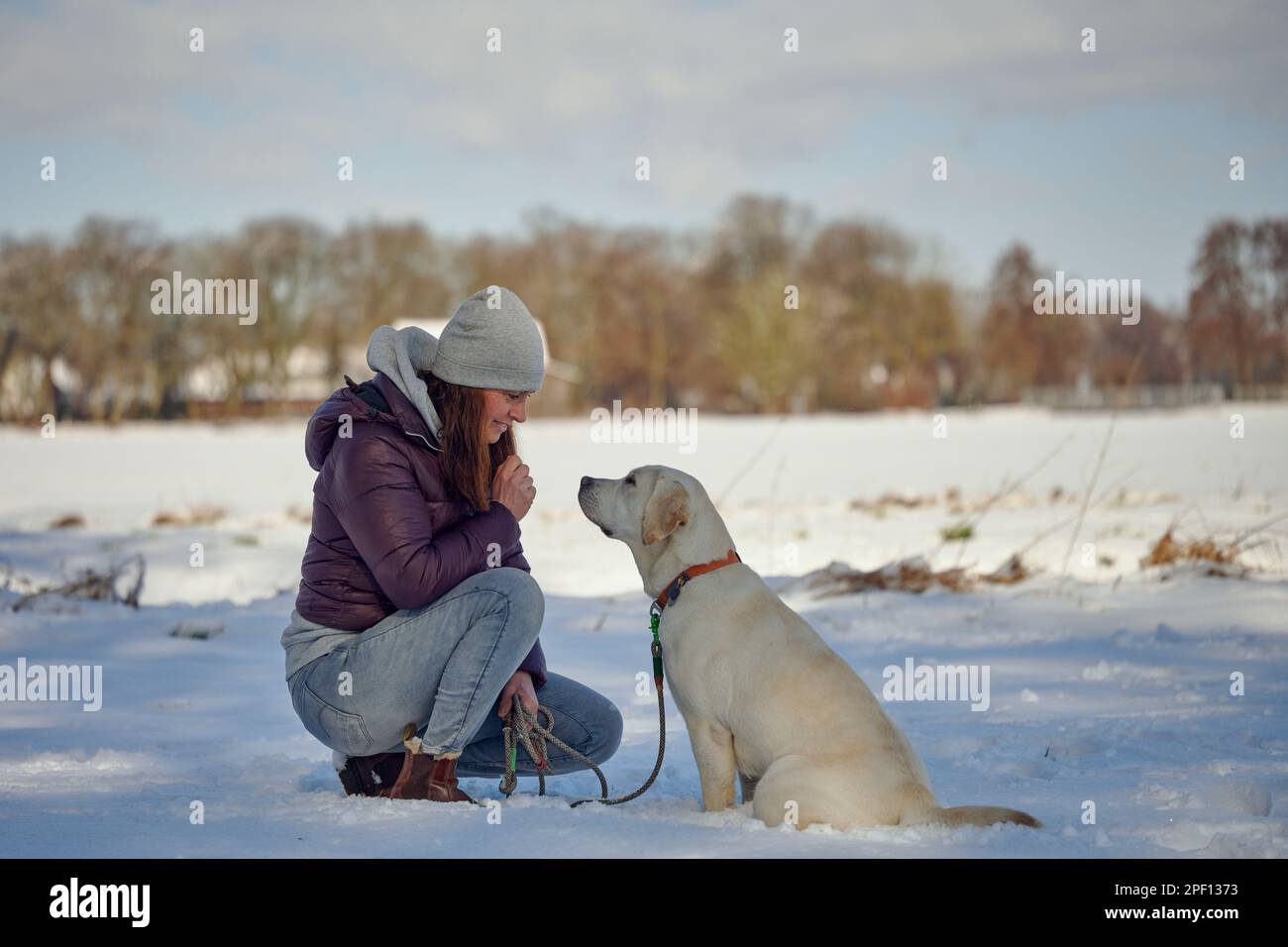Giovane bionda labrador Retriever seduto di fronte alla sua padrona in un paesaggio innevato Foto Stock