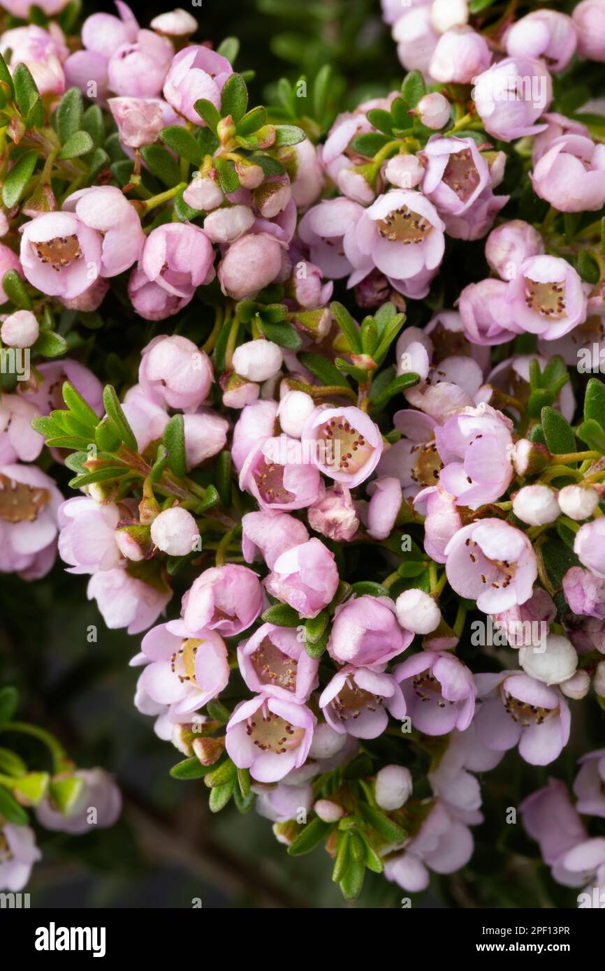 Arbusto di Thryptomene in fiore rosa australiano da vicino Foto Stock