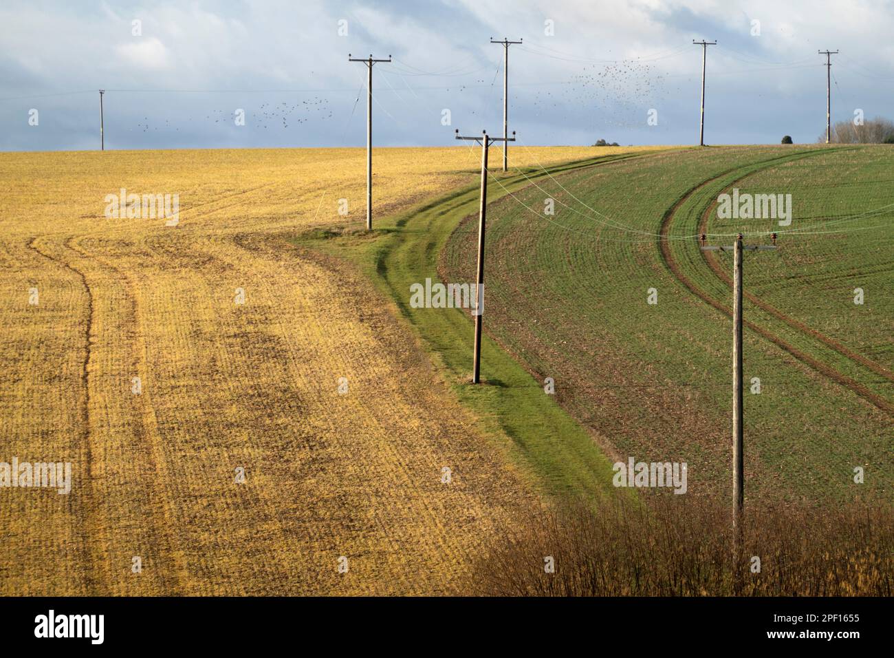 Telegraph wires che attraversa i campi agricoli di seminativi, Peasemore, Berkshire, Inghilterra, Regno Unito, Europa Foto Stock