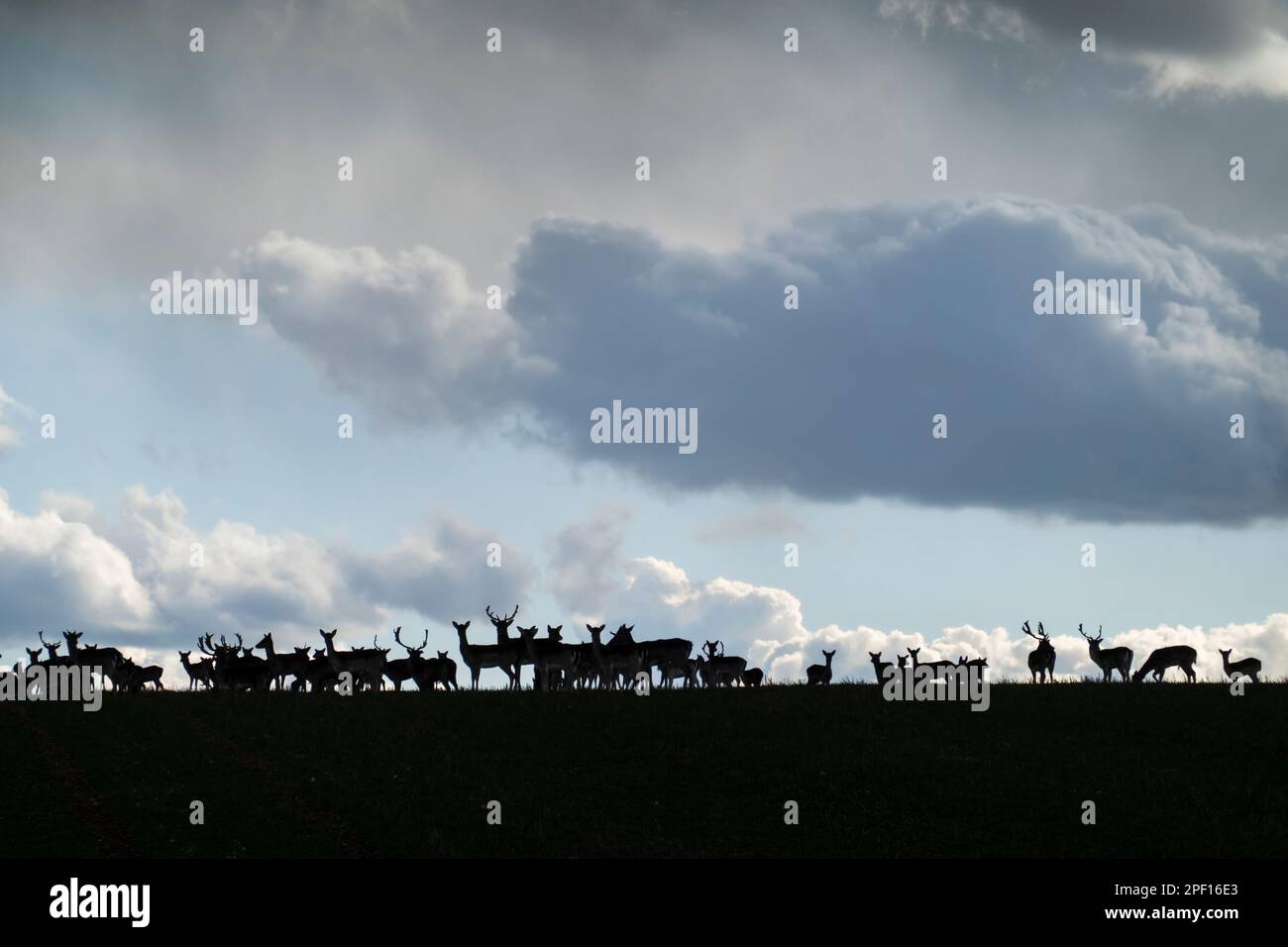 Mandria di cervi su terreni agricoli che si stagliano contro il cielo pesante, Berkshire, Inghilterra, Regno Unito Foto Stock