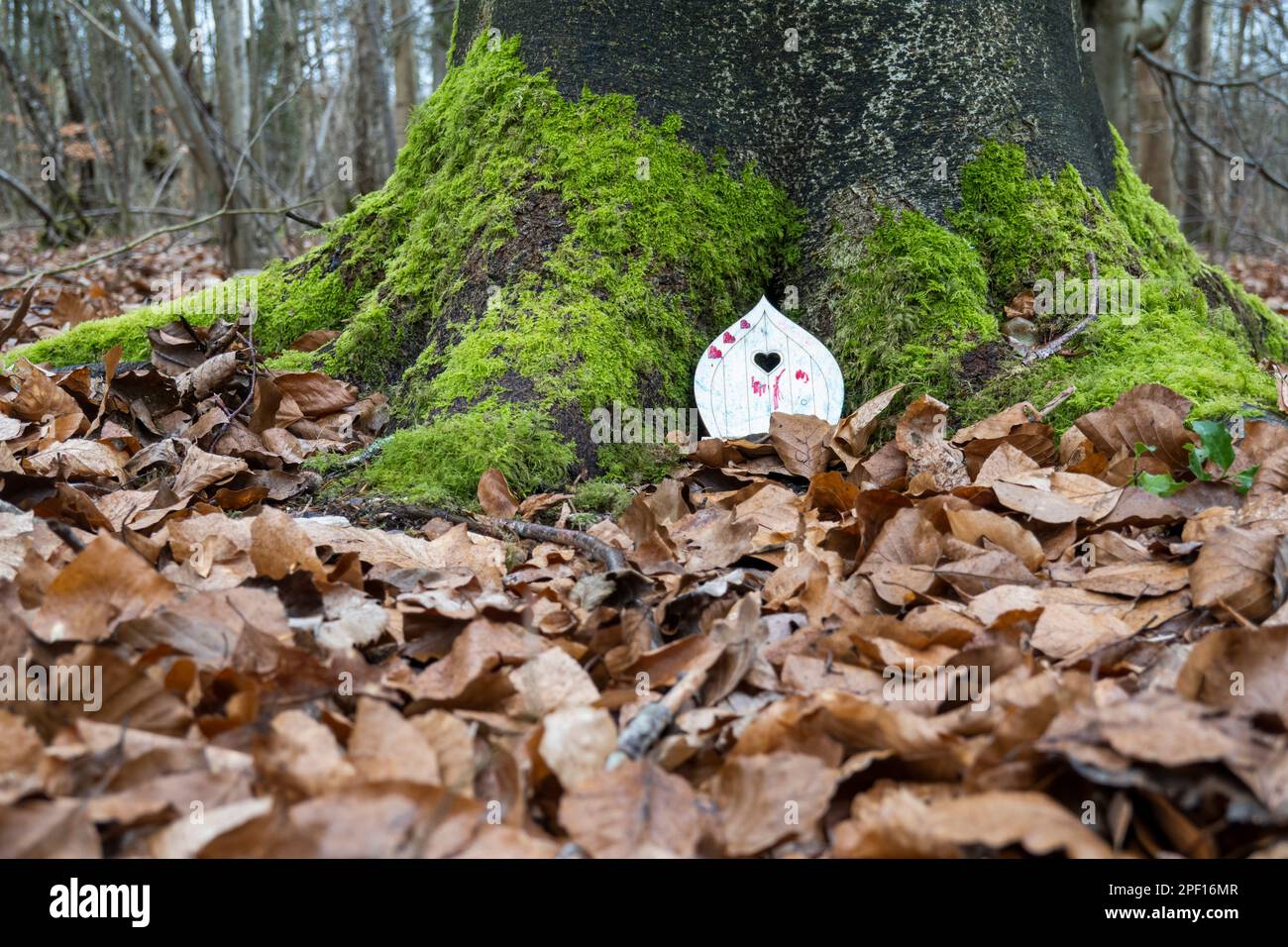 Porta della fata alla base dell'albero in boschi decidui in inverno, Hampshire, Inghilterra, Regno Unito, Europa Foto Stock