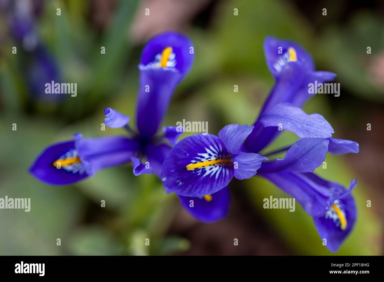 Macro primo piano di fiori viola brillante di anglica inglese Iris Foto Stock