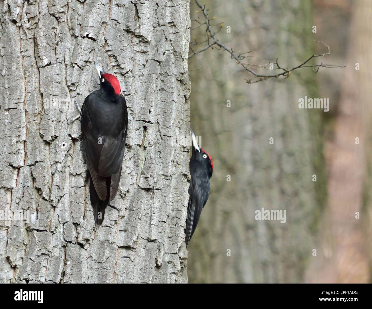 Picchio nero - Dryocopus martius in Lainzer Tiergarten Foto Stock