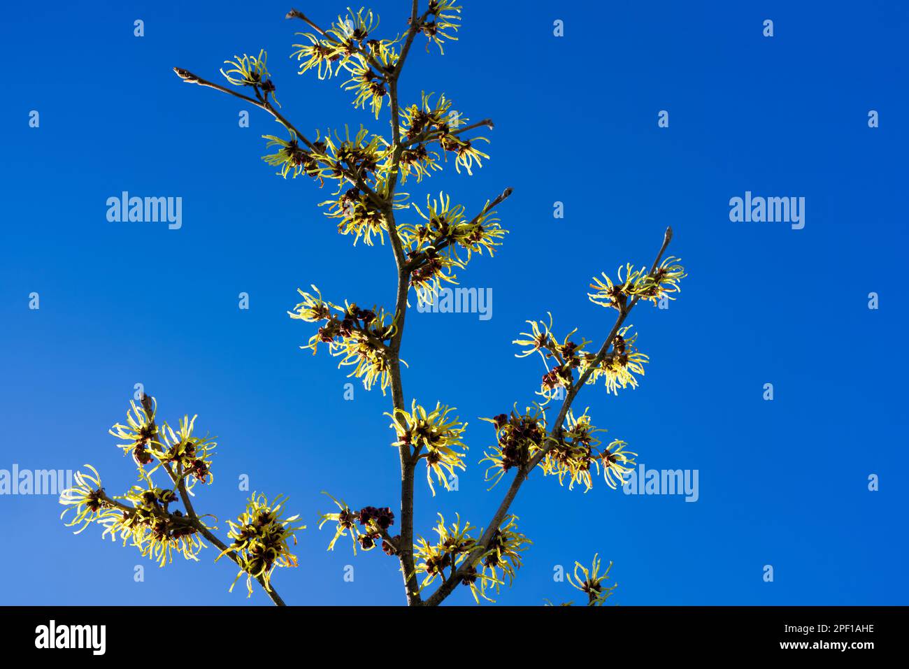 fioritura strega-nocciole nel mese di febbraio Foto Stock