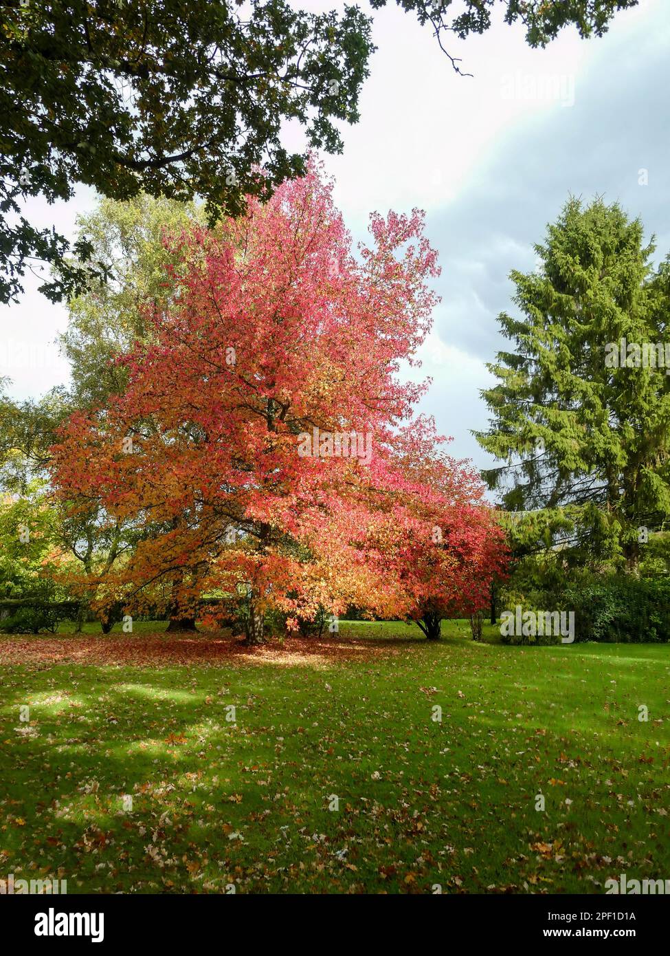 acer rubrum l'acero rosso con bel fogliame di colore autunnale Foto Stock
