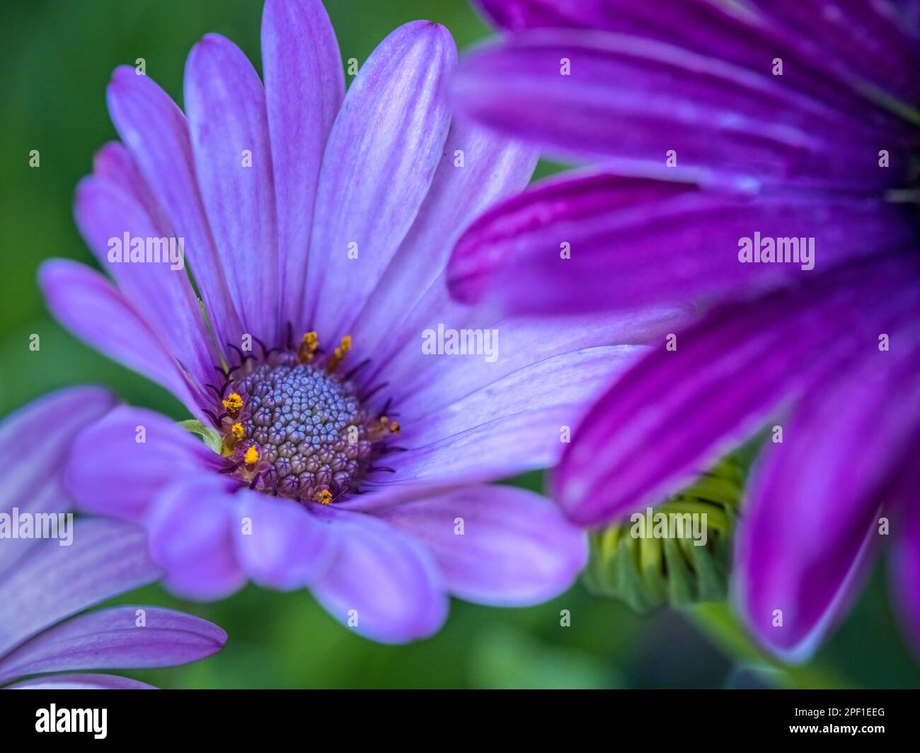 Primo piano di fiori di luci brillanti rosa o viola Foto Stock