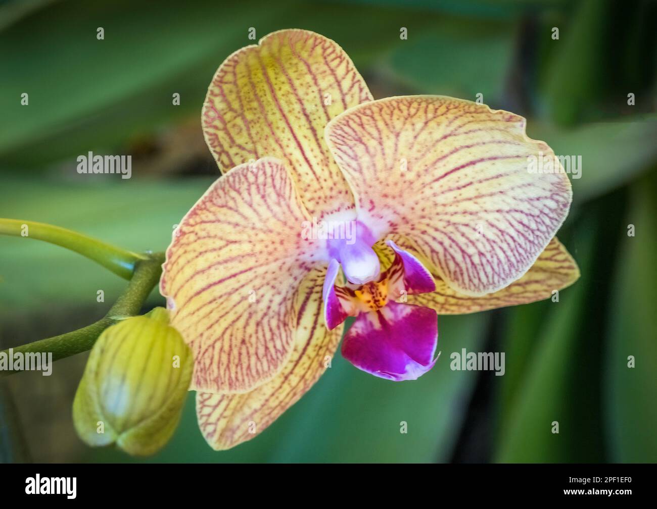 Primo piano di orchidea rossa gialla Foto Stock
