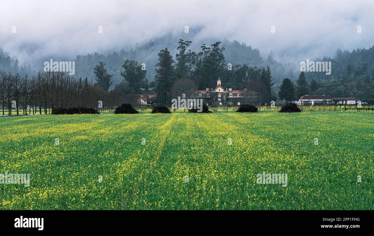 Un campo di fiori di senape con mucchi di vecchie vigne in un'atmosfera cantina rinvigorita dalla brezza aromatica più incredibile. Foto Stock