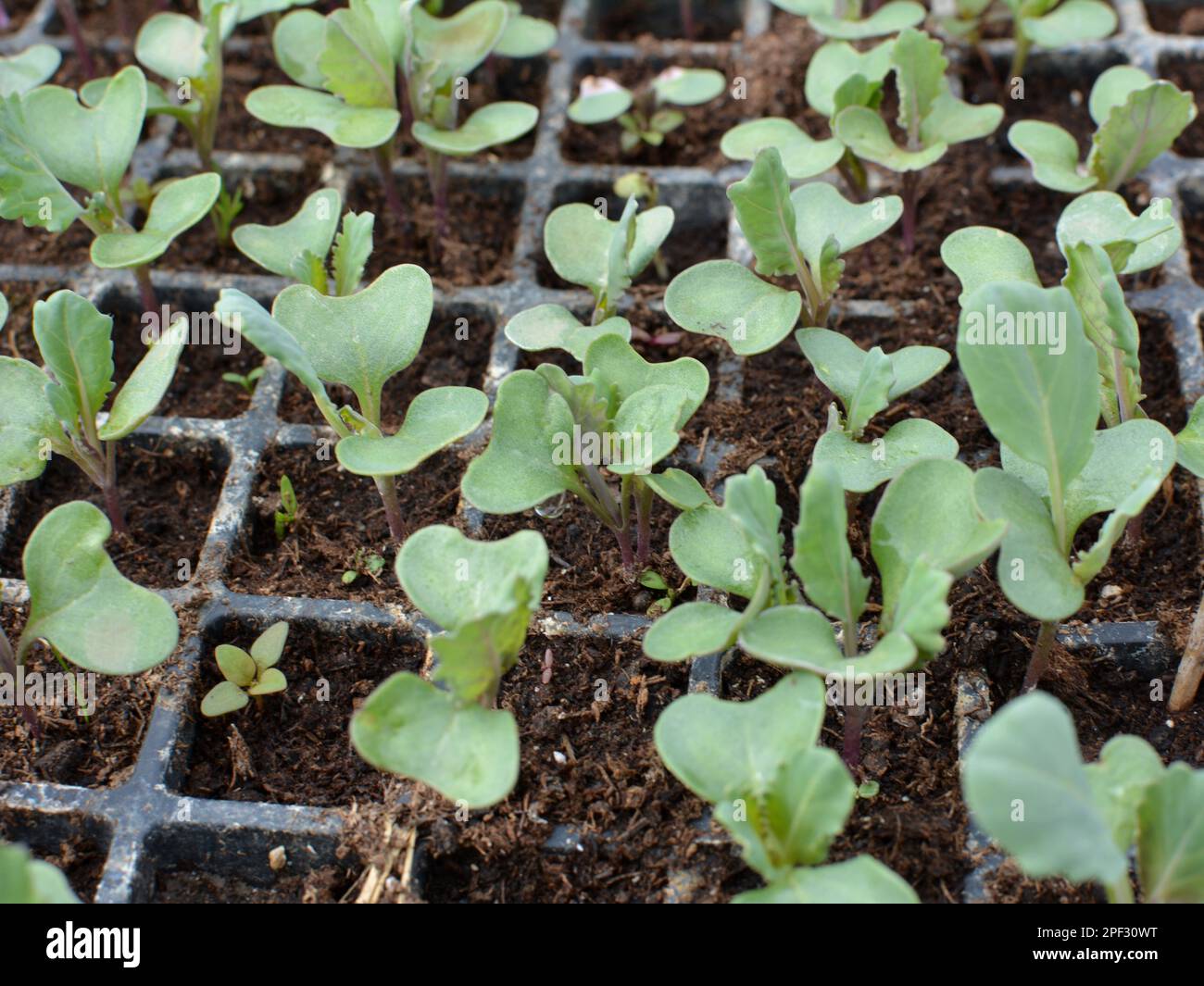 Piantine di cavolo coltivate in cassette di plastica con terreno organico. Foto Stock