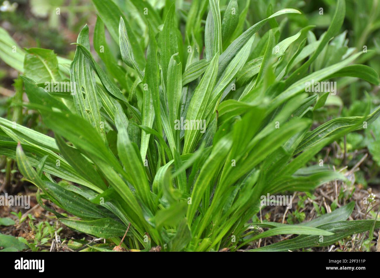 In natura cresce lanceolato di plantano, lanceolata di plantago Foto Stock