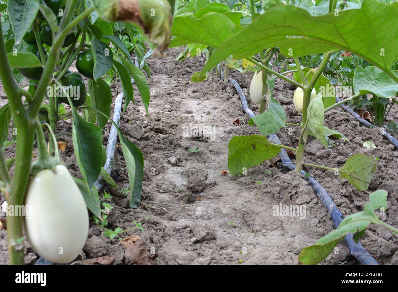 L'irrigazione a goccia è usata per coltivare le verdure in suolo organico Foto Stock