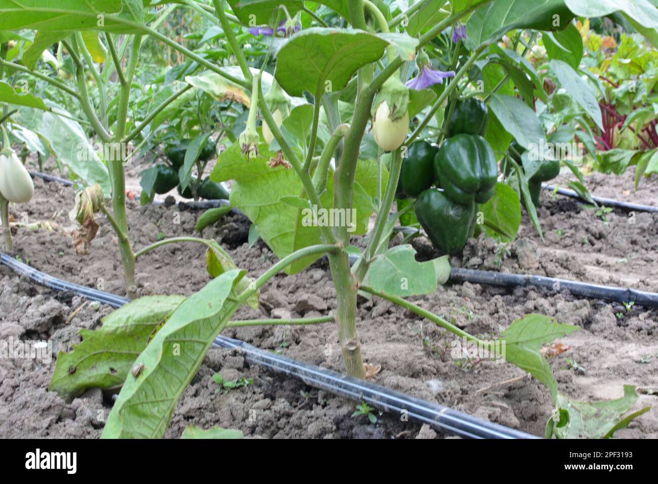 L'irrigazione a goccia è usata per coltivare le verdure in suolo organico Foto Stock